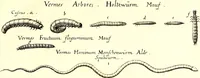 An illustration from Historiae naturalis de quadrupetibus libri : cum aeneis figuris; [Historiae naturalis de serpentibus libri II ; Historiae naturalis de insectis libri III ; Historiae naturalis de exanguibus aquaticis libri IV ; Historiae naturalis de piscibus et cetis libri V ; Historiae naturalis de avibus libri VI] (1650)