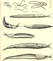 An illustration from Historiae naturalis de quadrupetibus libri : cum aeneis figuris; [Historiae naturalis de serpentibus libri II ; Historiae naturalis de insectis libri III ; Historiae naturalis de exanguibus aquaticis libri IV ; Historiae naturalis de piscibus et cetis libri V ; Historiae naturalis de avibus libri VI] (1650)