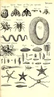 An illustration from Historiae naturalis de quadrupetibus libri : cum aeneis figuris; [Historiae naturalis de serpentibus libri II ; Historiae naturalis de insectis libri III ; Historiae naturalis de exanguibus aquaticis libri IV ; Historiae naturalis de piscibus et cetis libri V ; Historiae naturalis de avibus libri VI] (1650)