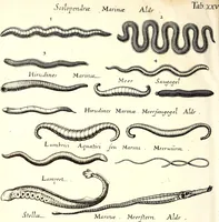 An illustration from Historiae naturalis de quadrupetibus libri : cum aeneis figuris; [Historiae naturalis de serpentibus libri II ; Historiae naturalis de insectis libri III ; Historiae naturalis de exanguibus aquaticis libri IV ; Historiae naturalis de piscibus et cetis libri V ; Historiae naturalis de avibus libri VI] (1650)