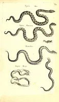 An illustration from Historiae naturalis de quadrupetibus libri : cum aeneis figuris; [Historiae naturalis de serpentibus libri II ; Historiae naturalis de insectis libri III ; Historiae naturalis de exanguibus aquaticis libri IV ; Historiae naturalis de piscibus et cetis libri V ; Historiae naturalis de avibus libri VI] (1650)