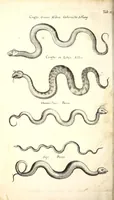 An illustration from Historiae naturalis de quadrupetibus libri : cum aeneis figuris; [Historiae naturalis de serpentibus libri II ; Historiae naturalis de insectis libri III ; Historiae naturalis de exanguibus aquaticis libri IV ; Historiae naturalis de piscibus et cetis libri V ; Historiae naturalis de avibus libri VI] (1650)
