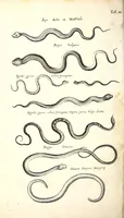 An illustration from Historiae naturalis de quadrupetibus libri : cum aeneis figuris; [Historiae naturalis de serpentibus libri II ; Historiae naturalis de insectis libri III ; Historiae naturalis de exanguibus aquaticis libri IV ; Historiae naturalis de piscibus et cetis libri V ; Historiae naturalis de avibus libri VI] (1650)