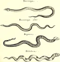 An illustration from Historiae naturalis de quadrupetibus libri : cum aeneis figuris; [Historiae naturalis de serpentibus libri II ; Historiae naturalis de insectis libri III ; Historiae naturalis de exanguibus aquaticis libri IV ; Historiae naturalis de piscibus et cetis libri V ; Historiae naturalis de avibus libri VI] (1650)