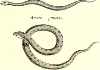 An illustration from Historiae naturalis de quadrupetibus libri : cum aeneis figuris; [Historiae naturalis de serpentibus libri II ; Historiae naturalis de insectis libri III ; Historiae naturalis de exanguibus aquaticis libri IV ; Historiae naturalis de piscibus et cetis libri V ; Historiae naturalis de avibus libri VI] (1650)
