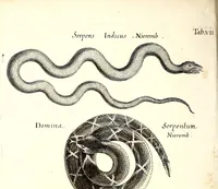 Picture 41 of 48 from Historiae naturalis de quadrupetibus libri : cum aeneis figuris; [Historiae naturalis de serpentibus libri II ; Historiae naturalis de insectis libri III ; Historiae naturalis de exanguibus aquaticis libri IV ; Historiae naturalis de piscibus et cetis libri V ; Historiae naturalis de avibus libri VI] (1650), leaf 301