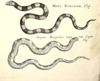 An illustration from Historiae naturalis de quadrupetibus libri : cum aeneis figuris; [Historiae naturalis de serpentibus libri II ; Historiae naturalis de insectis libri III ; Historiae naturalis de exanguibus aquaticis libri IV ; Historiae naturalis de piscibus et cetis libri V ; Historiae naturalis de avibus libri VI] (1650)