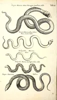An illustration from Historiae naturalis de quadrupetibus libri : cum aeneis figuris; [Historiae naturalis de serpentibus libri II ; Historiae naturalis de insectis libri III ; Historiae naturalis de exanguibus aquaticis libri IV ; Historiae naturalis de piscibus et cetis libri V ; Historiae naturalis de avibus libri VI] (1650)