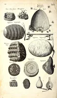 An illustration from Historiae naturalis de quadrupetibus libri : cum aeneis figuris; [Historiae naturalis de serpentibus libri II ; Historiae naturalis de insectis libri III ; Historiae naturalis de exanguibus aquaticis libri IV ; Historiae naturalis de piscibus et cetis libri V ; Historiae naturalis de avibus libri VI] (1650)