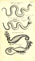 An illustration from Historiae naturalis de quadrupetibus libri : cum aeneis figuris; [Historiae naturalis de serpentibus libri II ; Historiae naturalis de insectis libri III ; Historiae naturalis de exanguibus aquaticis libri IV ; Historiae naturalis de piscibus et cetis libri V ; Historiae naturalis de avibus libri VI] (1650)