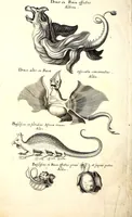 An illustration from Historiae naturalis de quadrupetibus libri : cum aeneis figuris; [Historiae naturalis de serpentibus libri II ; Historiae naturalis de insectis libri III ; Historiae naturalis de exanguibus aquaticis libri IV ; Historiae naturalis de piscibus et cetis libri V ; Historiae naturalis de avibus libri VI] (1650)