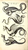 An illustration from Historiae naturalis de quadrupetibus libri : cum aeneis figuris; [Historiae naturalis de serpentibus libri II ; Historiae naturalis de insectis libri III ; Historiae naturalis de exanguibus aquaticis libri IV ; Historiae naturalis de piscibus et cetis libri V ; Historiae naturalis de avibus libri VI] (1650)