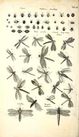 An illustration from Historiae naturalis de quadrupetibus libri : cum aeneis figuris; [Historiae naturalis de serpentibus libri II ; Historiae naturalis de insectis libri III ; Historiae naturalis de exanguibus aquaticis libri IV ; Historiae naturalis de piscibus et cetis libri V ; Historiae naturalis de avibus libri VI] (1650)