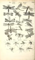 An illustration from Historiae naturalis de quadrupetibus libri : cum aeneis figuris; [Historiae naturalis de serpentibus libri II ; Historiae naturalis de insectis libri III ; Historiae naturalis de exanguibus aquaticis libri IV ; Historiae naturalis de piscibus et cetis libri V ; Historiae naturalis de avibus libri VI] (1650)