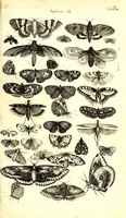 An illustration from Historiae naturalis de quadrupetibus libri : cum aeneis figuris; [Historiae naturalis de serpentibus libri II ; Historiae naturalis de insectis libri III ; Historiae naturalis de exanguibus aquaticis libri IV ; Historiae naturalis de piscibus et cetis libri V ; Historiae naturalis de avibus libri VI] (1650)