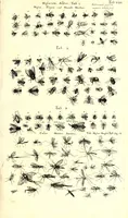 An illustration from Historiae naturalis de quadrupetibus libri : cum aeneis figuris; [Historiae naturalis de serpentibus libri II ; Historiae naturalis de insectis libri III ; Historiae naturalis de exanguibus aquaticis libri IV ; Historiae naturalis de piscibus et cetis libri V ; Historiae naturalis de avibus libri VI] (1650)