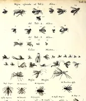 Picture 13 of 48 from Historiae naturalis de quadrupetibus libri : cum aeneis figuris; [Historiae naturalis de serpentibus libri II ; Historiae naturalis de insectis libri III ; Historiae naturalis de exanguibus aquaticis libri IV ; Historiae naturalis de piscibus et cetis libri V ; Historiae naturalis de avibus libri VI] (1650), leaf 95