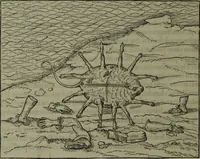 Picture 14 of 21 from [Historiale description de l'Afrique, tierce partie du monde :bcontenant ses royaumes, regions, viles, cités, chateaux et forteresses : iles, flleuves, animaux, tant aquatiques, que terrestres : coutumes, loix, religion et façon de faire des habitas : auec pourtraits de leurs habis : emsemble autres choses memorables et singulières nouueautés (1556), leaf 121