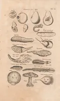 Picture 16 of 16 from Historiæ naturalis de exanguibus aquaticis libri IV (1657), leaf 101