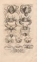 Picture 3 of 16 from Historiæ naturalis de exanguibus aquaticis libri IV (1657), leaf 37