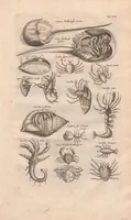 Picture 4 of 16 from Historiæ naturalis de exanguibus aquaticis libri IV (1657), leaf 41
