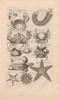 Picture 5 of 16 from Historiæ naturalis de exanguibus aquaticis libri IV (1657), leaf 43