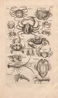 Picture 6 of 16 from Historiæ naturalis de exanguibus aquaticis libri IV (1657), leaf 45