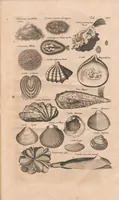 An illustration from Historiæ naturalis de exanguibus aquaticis libri IV (1657)