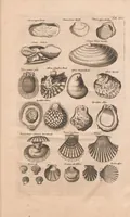 Picture 11 of 16 from Historiæ naturalis de exanguibus aquaticis libri IV (1657), leaf 75