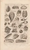 Picture 12 of 16 from Historiæ naturalis de exanguibus aquaticis libri IV (1657), leaf 83