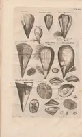 An illustration from Historiæ naturalis de exanguibus aquaticis libri IV (1657)