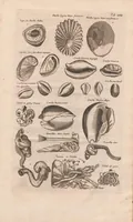 Picture 14 of 16 from Historiæ naturalis de exanguibus aquaticis libri IV (1657), leaf 89