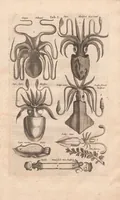 Picture 2 of 16 from Historiæ naturalis de exanguibus aquaticis libri IV (1657), leaf 9