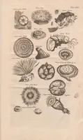 An illustration from Historiæ naturalis de exanguibus aquaticis libri IV (1657)