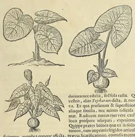 Picture 5 of 38 from Historia naturalis Brasiliae, : auspicio et beneficio illustriss. I. Mauritii Com. Nassau ... adornata : in qua non tantum plantæ et animalia, sed et indigenarum morbi, ingenia et mores describuntur et iconibus supra quingentas illustrantur (1648), leaf 111