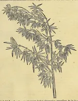 Picture 6 of 38 from Historia naturalis Brasiliae, : auspicio et beneficio illustriss. I. Mauritii Com. Nassau ... adornata : in qua non tantum plantæ et animalia, sed et indigenarum morbi, ingenia et mores describuntur et iconibus supra quingentas illustrantur (1648), leaf 151