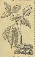 An illustration from Historia naturalis Brasiliae, : auspicio et beneficio illustriss. I. Mauritii Com. Nassau ... adornata : in qua non tantum plantæ et animalia, sed et indigenarum morbi, ingenia et mores describuntur et iconibus supra quingentas illustrantur (1648)