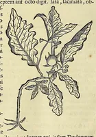 An illustration from Historia naturalis Brasiliae, : auspicio et beneficio illustriss. I. Mauritii Com. Nassau ... adornata : in qua non tantum plantæ et animalia, sed et indigenarum morbi, ingenia et mores describuntur et iconibus supra quingentas illustrantur (1648)