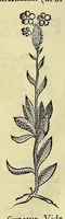 Picture 10 of 38 from Historia naturalis Brasiliae, : auspicio et beneficio illustriss. I. Mauritii Com. Nassau ... adornata : in qua non tantum plantæ et animalia, sed et indigenarum morbi, ingenia et mores describuntur et iconibus supra quingentas illustrantur (1648), leaf 180