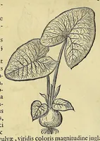 Picture 11 of 38 from Historia naturalis Brasiliae, : auspicio et beneficio illustriss. I. Mauritii Com. Nassau ... adornata : in qua non tantum plantæ et animalia, sed et indigenarum morbi, ingenia et mores describuntur et iconibus supra quingentas illustrantur (1648), leaf 184