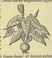 An illustration from Historia naturalis Brasiliae, : auspicio et beneficio illustriss. I. Mauritii Com. Nassau ... adornata : in qua non tantum plantæ et animalia, sed et indigenarum morbi, ingenia et mores describuntur et iconibus supra quingentas illustrantur (1648)