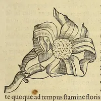 An illustration from Historia naturalis Brasiliae, : auspicio et beneficio illustriss. I. Mauritii Com. Nassau ... adornata : in qua non tantum plantæ et animalia, sed et indigenarum morbi, ingenia et mores describuntur et iconibus supra quingentas illustrantur (1648)