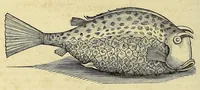 An illustration from Historia naturalis Brasiliae, : auspicio et beneficio illustriss. I. Mauritii Com. Nassau ... adornata : in qua non tantum plantæ et animalia, sed et indigenarum morbi, ingenia et mores describuntur et iconibus supra quingentas illustrantur (1648)