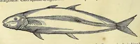 An illustration from Historia naturalis Brasiliae, : auspicio et beneficio illustriss. I. Mauritii Com. Nassau ... adornata : in qua non tantum plantæ et animalia, sed et indigenarum morbi, ingenia et mores describuntur et iconibus supra quingentas illustrantur (1648)