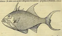 An illustration from Historia naturalis Brasiliae, : auspicio et beneficio illustriss. I. Mauritii Com. Nassau ... adornata : in qua non tantum plantæ et animalia, sed et indigenarum morbi, ingenia et mores describuntur et iconibus supra quingentas illustrantur (1648)