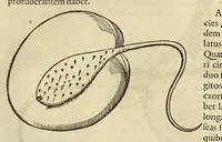 Picture 23 of 38 from Historia naturalis Brasiliae, : auspicio et beneficio illustriss. I. Mauritii Com. Nassau ... adornata : in qua non tantum plantæ et animalia, sed et indigenarum morbi, ingenia et mores describuntur et iconibus supra quingentas illustrantur (1648), leaf 323