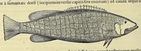 Picture 24 of 38 from Historia naturalis Brasiliae, : auspicio et beneficio illustriss. I. Mauritii Com. Nassau ... adornata : in qua non tantum plantæ et animalia, sed et indigenarum morbi, ingenia et mores describuntur et iconibus supra quingentas illustrantur (1648), leaf 328
