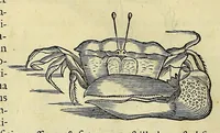 An illustration from Historia naturalis Brasiliae, : auspicio et beneficio illustriss. I. Mauritii Com. Nassau ... adornata : in qua non tantum plantæ et animalia, sed et indigenarum morbi, ingenia et mores describuntur et iconibus supra quingentas illustrantur (1648)