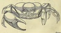 An illustration from Historia naturalis Brasiliae, : auspicio et beneficio illustriss. I. Mauritii Com. Nassau ... adornata : in qua non tantum plantæ et animalia, sed et indigenarum morbi, ingenia et mores describuntur et iconibus supra quingentas illustrantur (1648)