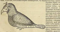 An illustration from Historia naturalis Brasiliae, : auspicio et beneficio illustriss. I. Mauritii Com. Nassau ... adornata : in qua non tantum plantæ et animalia, sed et indigenarum morbi, ingenia et mores describuntur et iconibus supra quingentas illustrantur (1648)